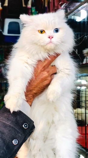 Persian Cat Triple Coated And All Cat Collection and kitten avilable#03366645011#@luckypetsstore