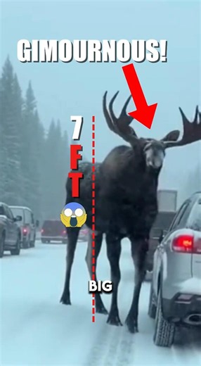 Ginormous Moose 😳