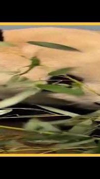 Giant panda Ping Ping and Fu Shuang settle in at Zoo Atlanta