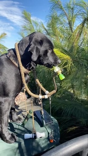 5.8K views · 400 reactions | Get you a dog that does it all!  Via @bassfishingislife3 on TT #dog #duckcalling #hunting #southern #southernhumor #southernlifestyle #southernmenswear #osa #oldsouthapparel | Old South Apparel | Facebook