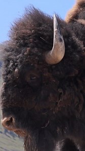 82K views · 5.3K reactions | Bison up close in western Montana #outdoors #animals #wildlife #travelblogger | Michael Hodges, Author | Facebook