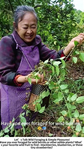 Foraging Wild Strawberries – Nature’s Sweetest Little Treasure! 🍓🌿
