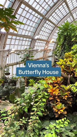 Discover Vienna's Butterfly House at Hofburg Palace