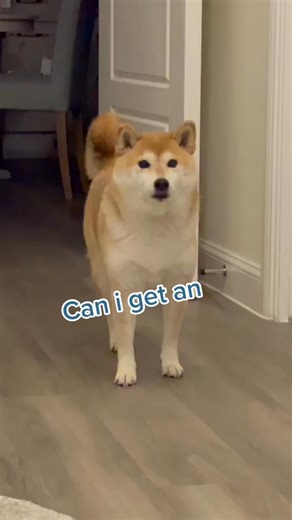 Can I get an encore? 🎤🐶 #PuppyLove #TooCute | Heartfelt Stories