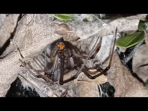 Brown Widow (Latrodectus Geometricus)