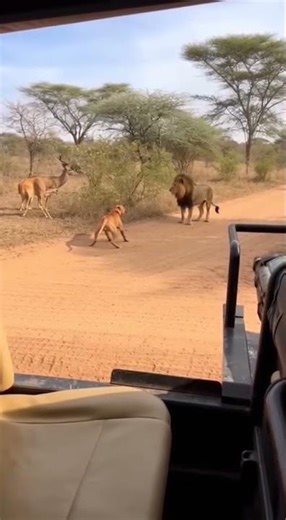 Everyone Was Shocked When the Dog Saved the Deer 😳🐶🦌