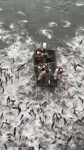Asian Carp Madness Unbelievable Leaps & The Impact on Our Ecosystems | Nature's Wildest Moments