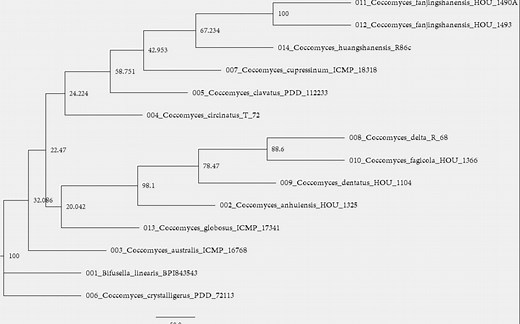 10分钟，从序列下载开始构建一颗多基因联合系统发育树