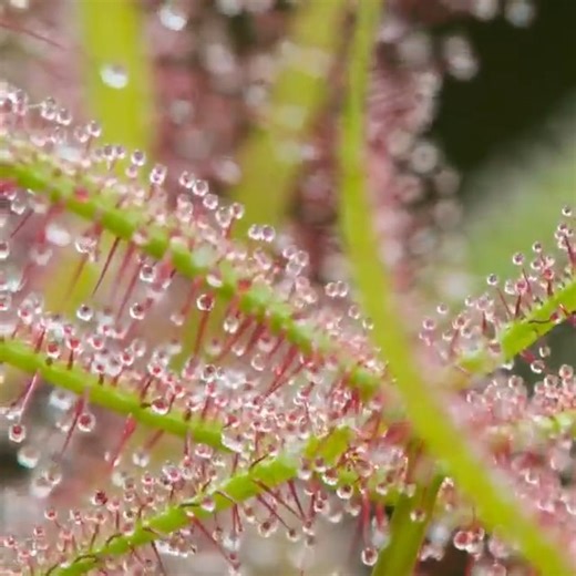 Um exemplar de Drosera binata estendendo suas folhas bifurcadas. Essas gotículas brilhantes são uma armadilha irresistível para insetos, que a planta carnívora enlaça habilmente e devora para obter nutrientes. #magnusmundi #curiosidadesdomundo #natureza #nature #curiosidades | Magnus Mundi