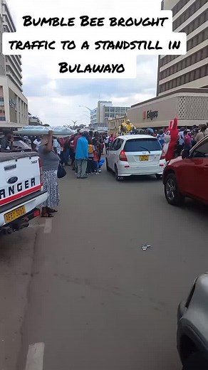 Bumble Bee Disrupts Traffic in Bulawayo