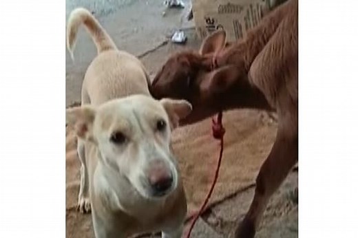 Calf suckles a dog, video goes viral
