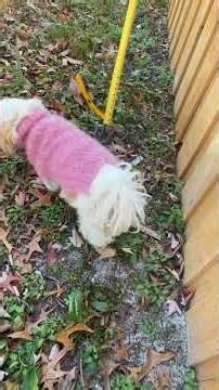 Princess Chic Furbaby Coco Wearing Her Pink Sweater And Red Boots 🐶
