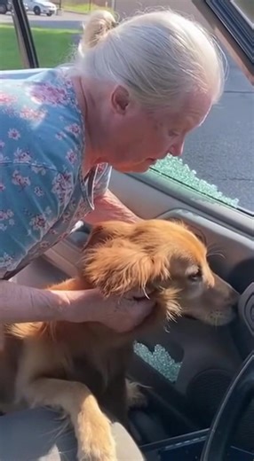 When the elderly woman reached into the broken window, the dog didn’t bark. It didn’t growl. It collapsed into her arms. People gasped. The phone camera shook. The heat shimmered in the air like a threat. Margaret Ellis, 82, never planned to be a hero. But when she saw that golden retriever inside the car, panting, tongue blue, chest barely moving… something ancient and instinctive rose inside her. She tapped the hot glass. No movement. She looked around the empty parking lot. No owner. Then she
