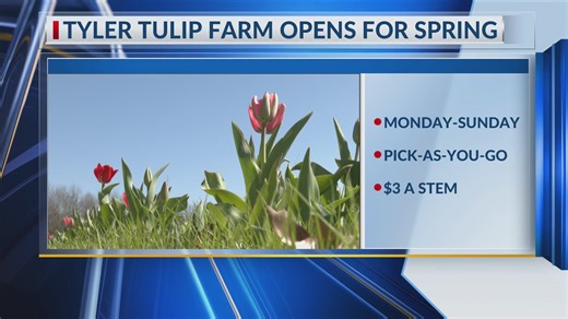 The Plantation Pines Christmas Tree Farm in Tyler reopened their gates on Thursday as tulip season enters full bloom. | KETK NBC