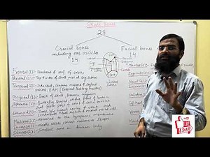 Learn Skull Bones in One Video | Anatomy Made Simple"