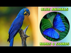 Blue Animals Names and Sounds for Kids - Blue-colored Animals #animalnames #kidsvideo #kiddizoo