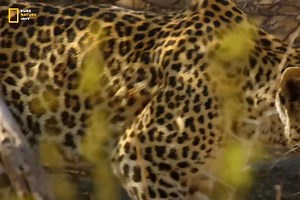 Leopard - Hindi Documentary Part 1 #jungle #wildanimals #documentary #discovery #purenaturehdtv | Pure Nature HDTv