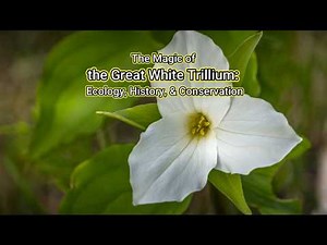 The Magic of the Great White Trillium: Ecology, History, & Conservation