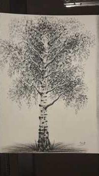 Short tutorial video drawing a birch tree by pencil with easy ways #art #drawingtutorial #drawing