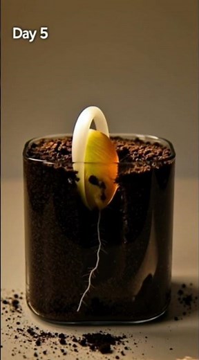 Growth Driven by Light