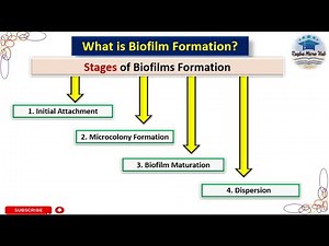 Biofilm formation microbiology | stages of biofilm formation #biofilm #bacteriology #raqbamicrohub