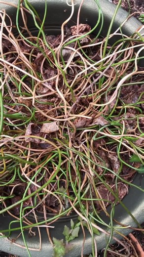 Corkscrew Rush Gardening Guide