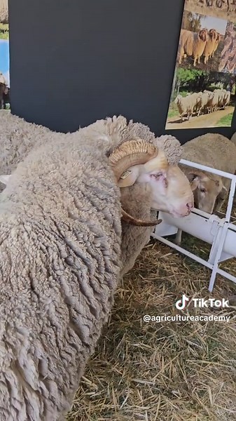 Merino Sheep Farming in South Africa