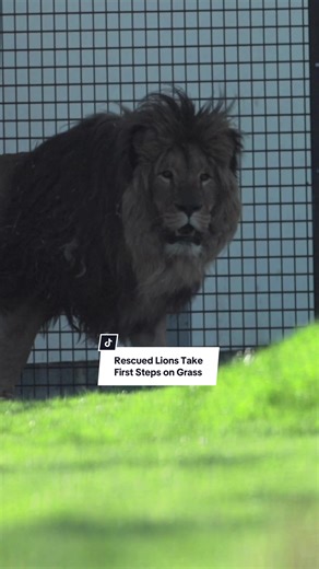 Rescued Lions Experience Grass for the First Time