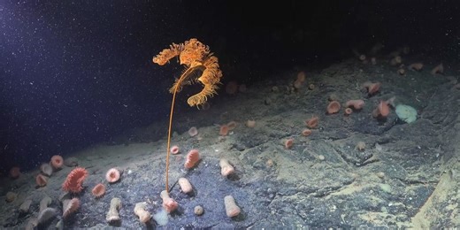 'Thriving ecosystem' of deep-sea creatures found in a previously unseen seafloor