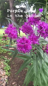 Purple 💜 haze in the garden of pollinator plants #pollinatorgarden #seasons #pollinators #garden #flowers #purple #blooms #nativeplants Garden Naturally Group | Garden Naturally Group