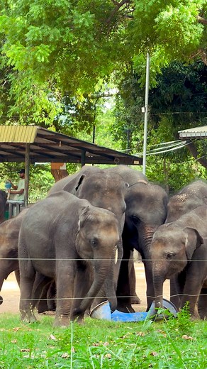 1.8K views · 243 reactions | Everything was going fine… until one baby decided the whole bowl was HIS. Sibling rivalry hits different in the elephant world!We love watching these little ones grow safe, happy, and very hungry. #BabyElephants #TooCute #ElephantsOfInstagram #WildlifeHumor #AnimalFriends #OrphanElephants #ProtectWildlife | Elephant Universe | Facebook