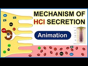Complete Animation on Mechanism of HCl Secretion | Physiology |