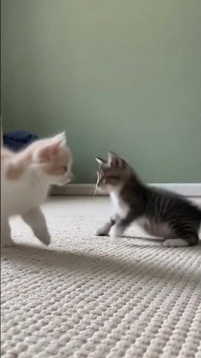 “Real Baby Kittens Playing Together 🐱💞 (Too Cute!)”