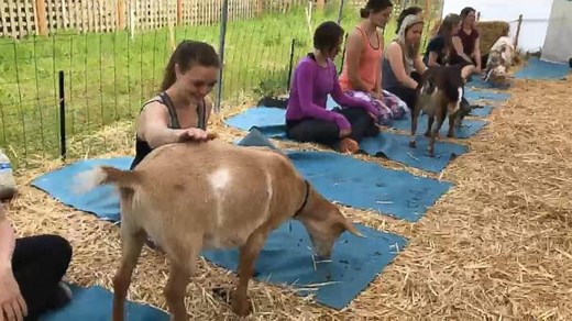 Goat Yoga