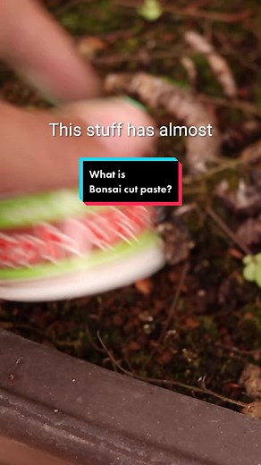Understanding Bonsai Cut Paste: The Essential Guide