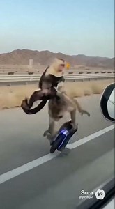 Monkeys on an Electric Unicycle: EPIC FAIL!#Monkeys#EpicFail#Unicycle#FunnyAnimals#StuntGoneWrong