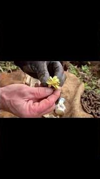 Have You Ever Seen a Bison Running Among Dead Trees