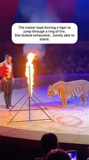 Something Was Wrong With This Circus Tiger