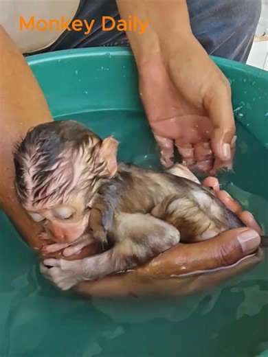 Baby monkey remained calm enjoyed the bath