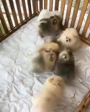 Pomeranian Puppies For Adoption #puppy