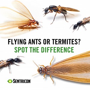 One is simply a nuisance, and the other is going to cost you. Know the difference between flying termites and flying ants. https://bit.ly/3yiMnGi | The Sentricon System