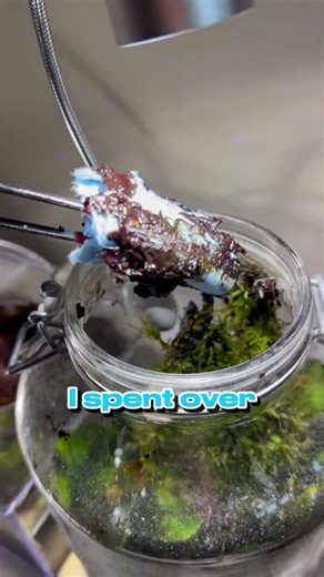 How I Clean a Nasty Terrarium!