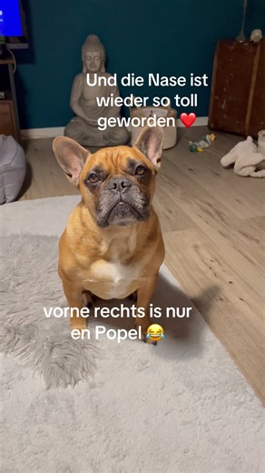 Wie sehr ich diesen Drecksack liebe❤️#fyp #foryou #fürdich #viral #fy