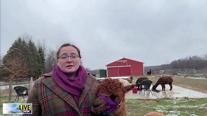 Michigan Alpaca Festival returns