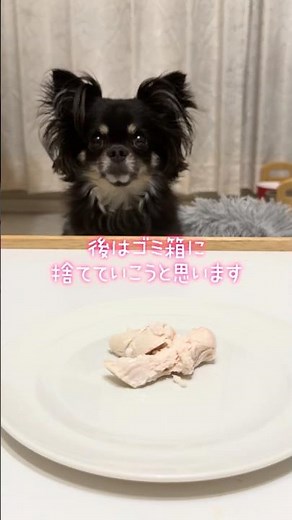 Dog on a diet #Chihuahua #LifeWithDogs #Diet