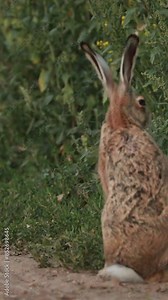 European Hare Sitting Outdoor In Summer Countryside Field Road In Belarus. The European Hare - Lepus Europaeus Or Brown Hare, Is A Species Of Hare Native To Europe And Parts Of Asia