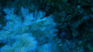 1K views · 15 reactions |  Fish Fact Monday – The Paperfish! ...