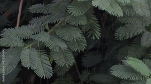 Bright juicy exotic tropical greens in the jungle forest equatorial climate. Background with unusual plant foliage swaying. Natural texture with juicy leaves. Sunlight on the palm leaf. Stock Video