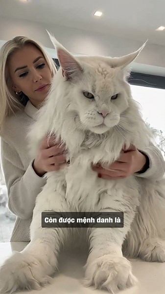 Top 5 giống mèo lớn nhất thế giới!