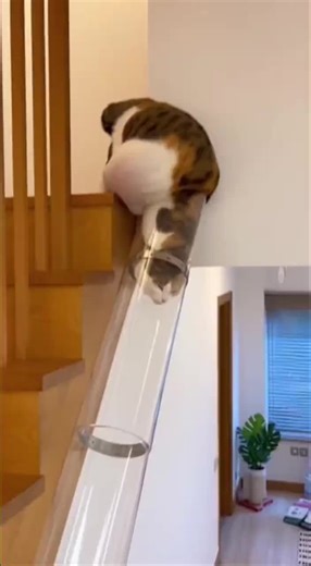 Are Cats Actually Made of Liquid? Exploring Cat Behavior